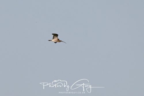 25 May 2026 Parkside, Cleator Moor, Cumbria - Curlew in flight