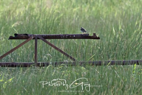 10 June 2026 - Cleator Moor, Meadow Pippit