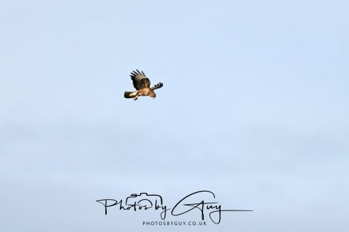 10 June 2026 - Cleator Moor, Buzzard 