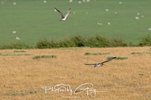 10 June 2026 - Cleator Moor, Curlews