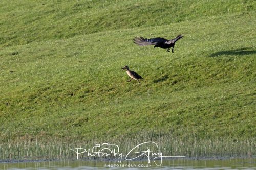 10 June 2026 - Cleator Moor, Crow attacking a Juvenile Mallard and Adult protecting it