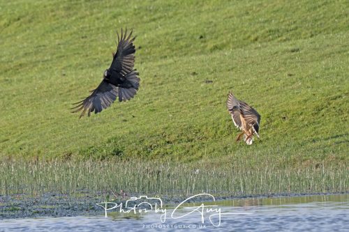 10 June 2026 - Cleator Moor, Crow attacking a Juvenile Mallard and Adult protecting it