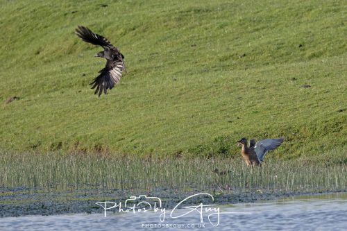 10 June 2026 - Cleator Moor, Crow attacking a Juvenile Mallard and Adult protecting it