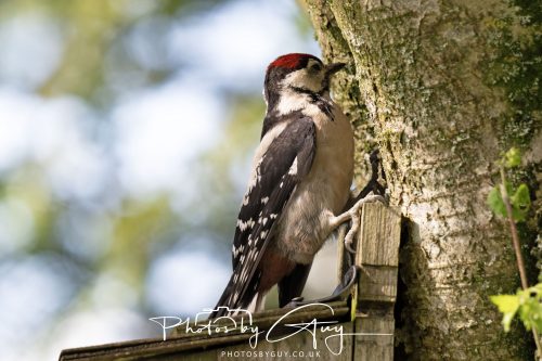10 June 2026 - Cleator Moor, Greater Spotted `woodpecker