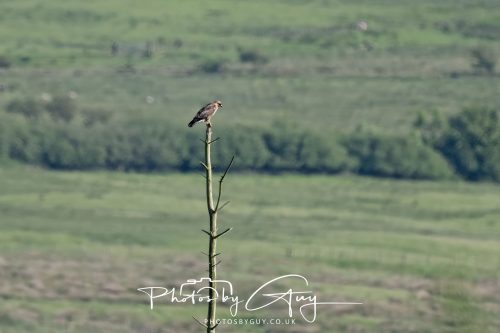 10 June 2026 - Cleator Moor, Buzzard