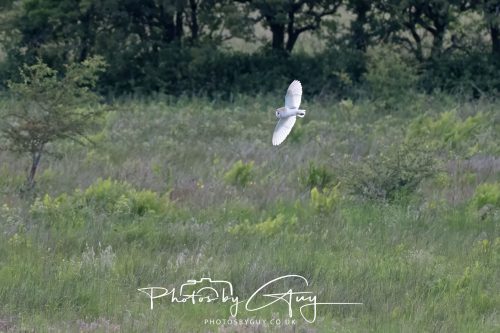 10 June 2026 - Cleator Moor, Barn Owl