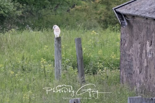 10 June 2026 - Cleator Moor, Barn Owl