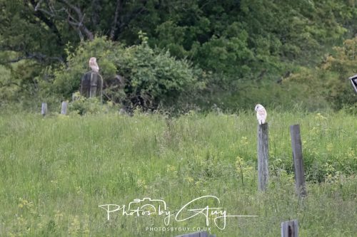10 June 2026 - Cleator Moor, Barn Owls