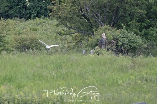 10 June 2026 - Cleator Moor, Barn Owls