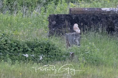 10 June 2026 - Cleator Moor, Barn Owl
