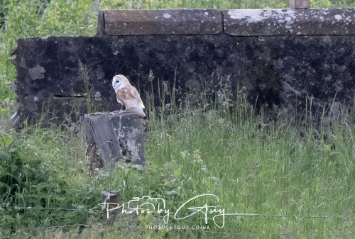 10 June 2026 - Cleator Moor, Barn Owl