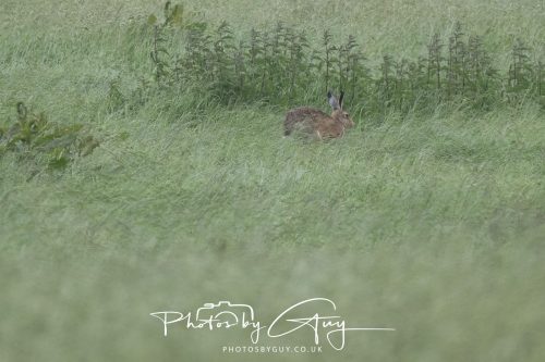 13 June 2026 - West Cumbria - Hare