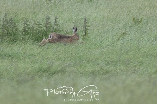 13 June 2026 - West Cumbria - Hare