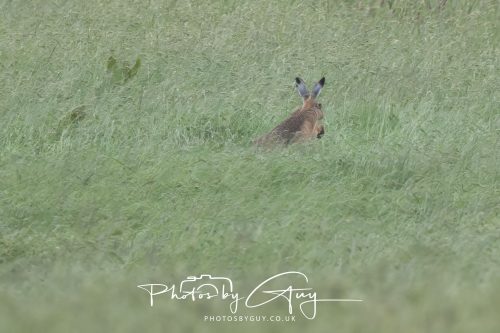 _M333769-13 June 2026 - West Cumbria - Hare