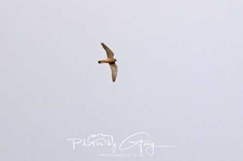 13 June 2026 - West Cumbria - Kestrel