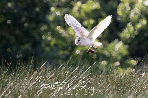14 June 2026 - Near Frizzington, West Cumbria - Barn Owl