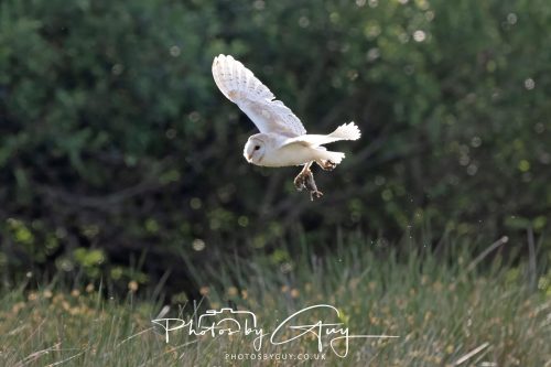 14 June 2026 - Near Frizzington, West Cumbria - Barn Owl