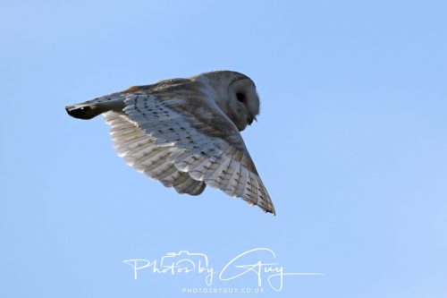14 June 2026 - Near Frizzington, West Cumbria - Barn Owl