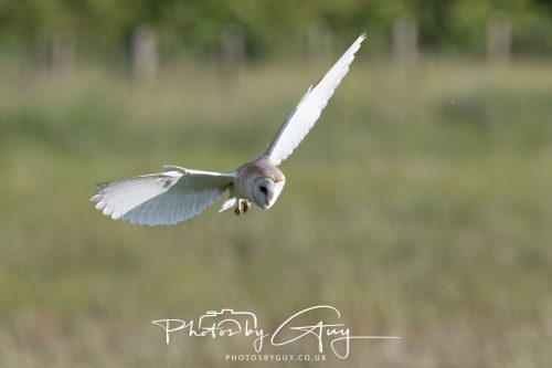 14 June 2026 - Near Frizzington, West Cumbria - Barn Owl