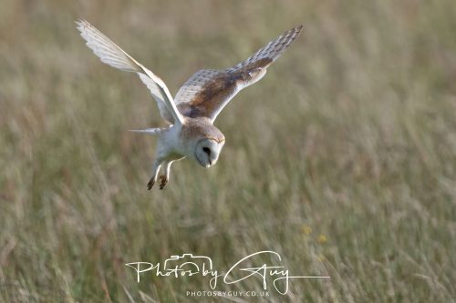 14 June 2026 - Near Frizzington, West Cumbria - Barn Owl
