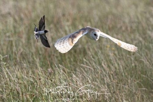 14 June 2026 - Near Frizzington, West Cumbria - Barn Owl