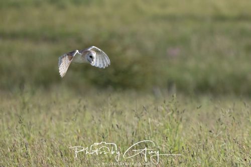 14 June 2026 - Near Frizzington, West Cumbria - Barn Owl
