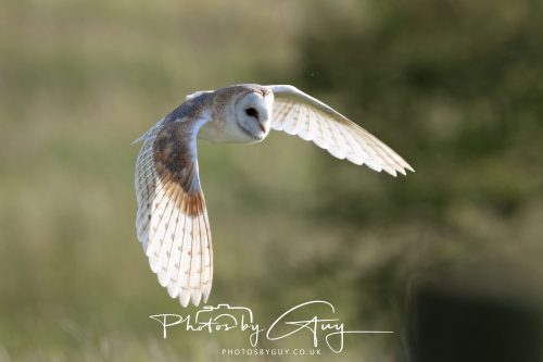 14 June 2026 - Near Frizzington, West Cumbria - Barn Owl