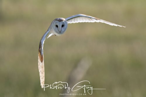 14 June 2026 - Near Frizzington, West Cumbria - Barn Owl