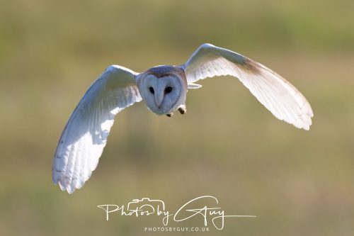 14 June 2026 - Near Frizzington, West Cumbria - Barn Owl