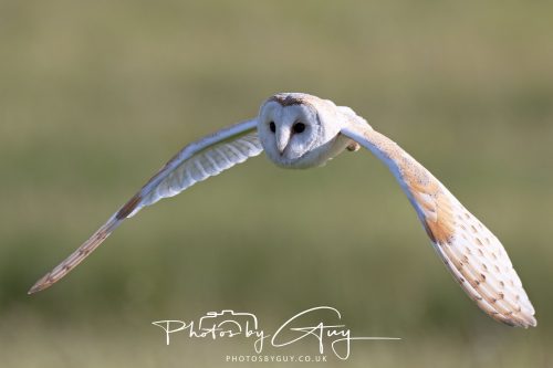 14 June 2026 - Near Frizzington, West Cumbria - Barn Owl