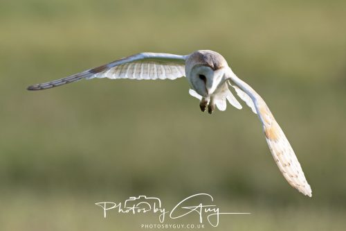 14 June 2026 - Near Frizzington, West Cumbria - Barn Owl