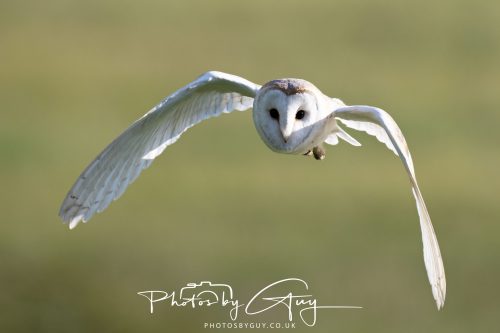 14 June 2026 - Near Frizzington, West Cumbria - Barn Owl