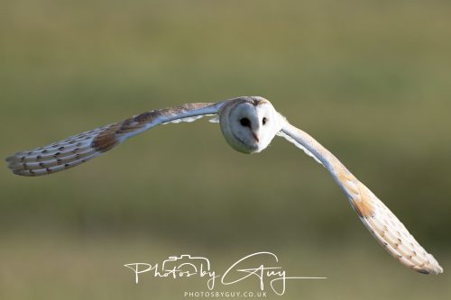 14 June 2026 - Near Frizzington, West Cumbria - Barn Owl