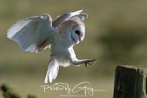 14 June 2026 - Near Frizzington, West Cumbria - Barn Owl