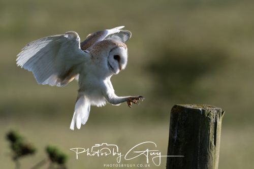 14 June 2026 - Near Frizzington, West Cumbria - Barn Owl