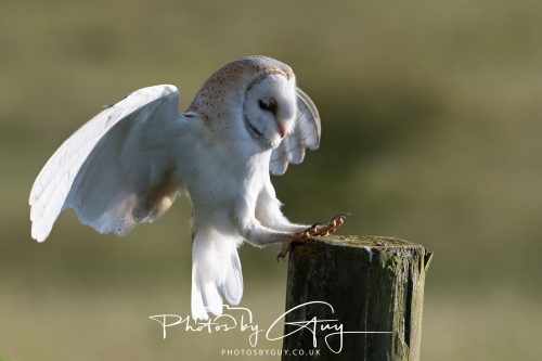 14 June 2026 - Near Frizzington, West Cumbria - Barn Owl