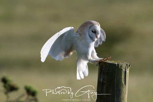 14 June 2026 - Near Frizzington, West Cumbria - Barn Owl