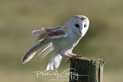 14 June 2026 - Near Frizzington, West Cumbria - Barn Owl