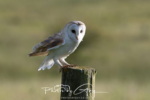 14 June 2026 - Near Frizzington, West Cumbria - Barn Owl