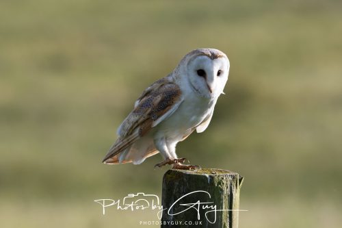 14 June 2026 - Near Frizzington, West Cumbria - Barn Owl