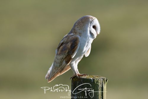 14 June 2026 - Near Frizzington, West Cumbria - Barn Owl