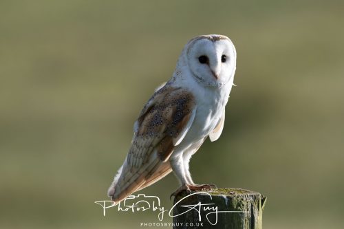 14 June 2026 - Near Frizzington, West Cumbria - Barn Owl