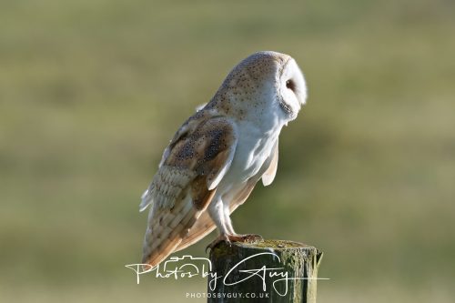 14 June 2026 - Near Frizzington, West Cumbria - Barn Owl