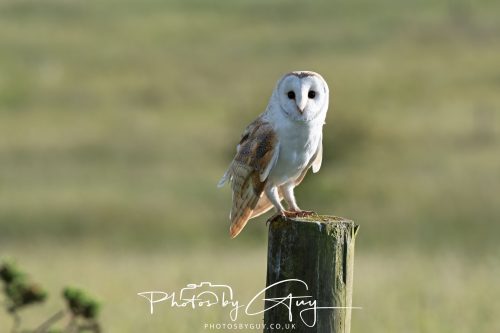 14 June 2026 - Near Frizzington, West Cumbria - Barn Owl