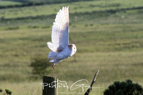 14 June 2026 - Near Frizzington, West Cumbria - Barn Owl