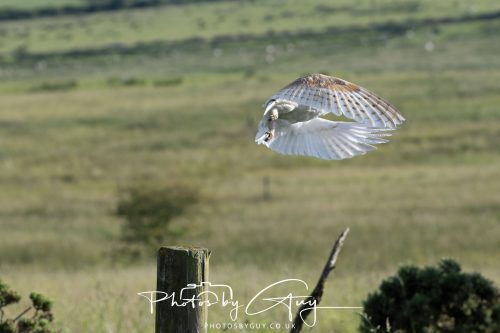 14 June 2026 - Near Frizzington, West Cumbria - Barn Owl