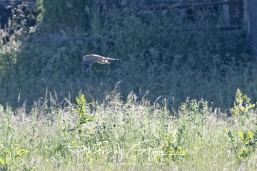 21 June 2026 - West Cumbria -Distant Marsch Harrier