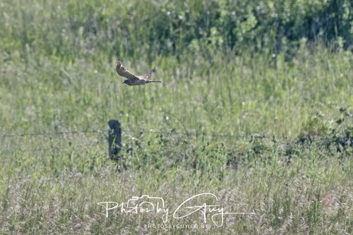 21 June 2026 - West Cumbria -Distant Marsch Harrier