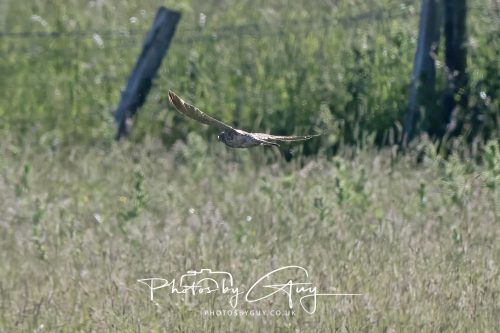 21 June 2026 - West Cumbria -Distant Marsch Harrier