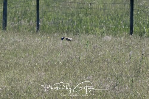 21 June 2026 - West Cumbria -Distant Marsch Harrier